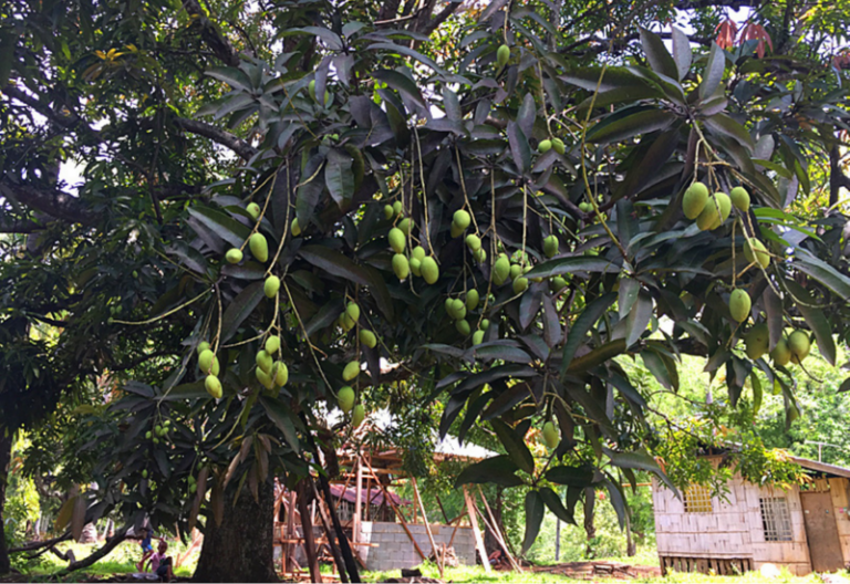 100 Mangobäume für die Philippinen